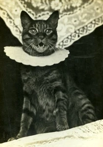 The cat Collar Study Composition France Old Photo 1900 - Bild 1 von 3