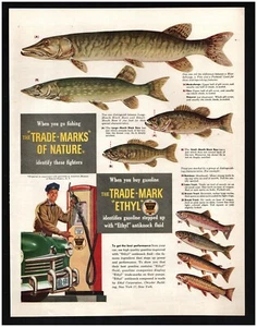 1948 ETHYL Benzin Original Druckanzeige ~ Schneller Versand ~ Fischkarte Muskie Musky Lunge - Bild 1 von 1