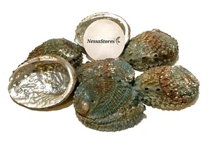 Rosa Abalone Muschel eine Seite poliert Strand Handwerk 4" - 5" (16 Stck.) #JC-011 - Bild 1 von 10