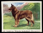 BELGIAN SHEPHERD DOG TERVUEREN Full Speed Cigarette Card - Dutch c. 1954