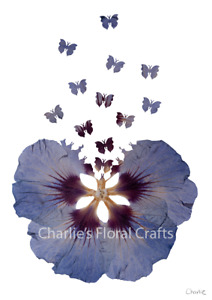  Blue Hibiscus and Butterflies Giclee A4 Print- Pressed Flowers, Wall Art 