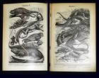 EIDECHSEN Lithographie von 1894 – 127 Jahre ORIGINAL