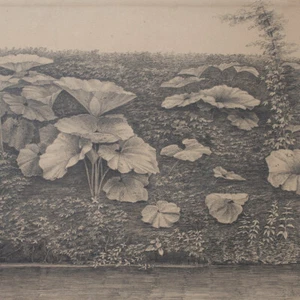 Paul Mishel Pflanzenstudie Wasserpflanzen Botanik sign Bleistift Zeichnung 1882 - Bild 1 von 4