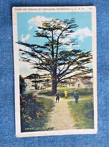 Baum der Zeder des Libanon, Flushing, L. I., N. Y. Vintage Postkarte; Spiritualität - Bild 1 von 2