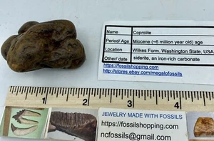 Genuine F0SSIL Coprolite POOP Washington State DUNG WEIRD GIFT CP4 - Picture 1 of 4