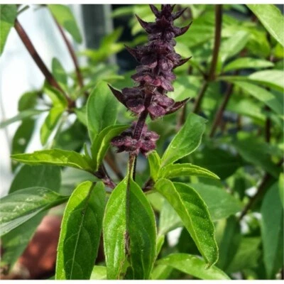 Licorice Basil Herb Seeds, Thai Basil, NON-GMO, Variety Sizes, FREE SHIPPING - Image 1 of 2