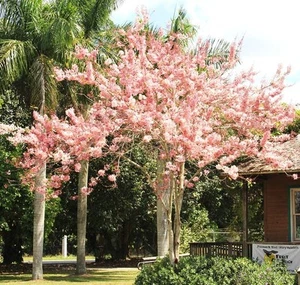 CASSIA JAVANICA NODOSA, rosa & weiß Duschbaum schöne Blumen Samen 10 Samen - Bild 1 von 4