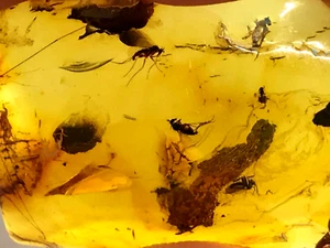 Amber Pendant 4 Insects Natural Baltic Fossil Inclusion Silver 925 Gold 5,9g2179 - Picture 1 of 12