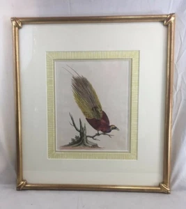 Orig. 18thC George Edwards Bird of Paradise hand colored Engraving Pro. Framed - Picture 1 of 8