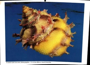 A Seldom-seen Star Shell, Seashell Print 1981 - Imagen 1 de 1