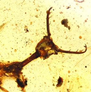 Rare Myrmeleontidae (Ant Lion larva), Fossil Inclusion in Burmese Amber - Picture 1 of 3