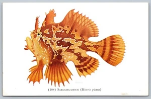 1932 Sargassumfish Fish Chicago Shedd Aquarium N Erickson 104 Kunst Postkarte F17 - Bild 1 von 4