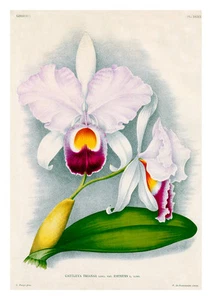Cattleya Trianae Eminens by Jean Linden Orchids A4 Art Print - Picture 1 of 1
