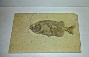11,5 Zoll Phareodus Fisch Fossil grüner Fluss Formation Wyoming Eozän Ära - Bild 1 von 17
