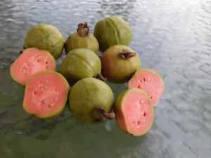 15 fresh seeds of Pink Dwarf Guava (Psidium guajava var. nana) Rare fruit tree - Picture 1 of 10