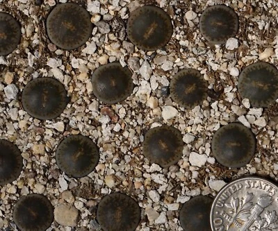 Plant - one - Lithops lesliei C153  - Image 1 of 2