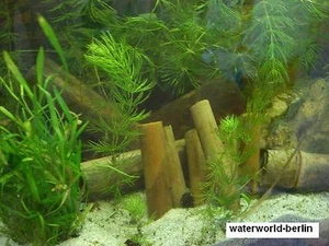 *** 3 *** varillas de bambú sin tratar para la decoración superior del acuario * NUEVAS * - Imagen 1 de 1