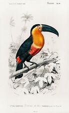 Vintage Toucan Print Tropical Colourful Living Room Picture Art Wall Gift Idea