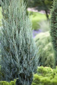 Juniperus scopulorum 'Blue Arrow', Säulenwacholder, blaugrün, 60–80 cm - Bild 1 von 10