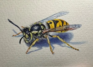 Watercolor Painting Wasp Insect Art No.143 - Picture 1 of 2