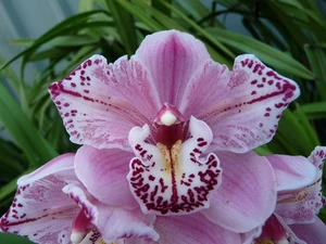 Cymbidium - First Release - Janis Lin x South Coast 'Splash' - In Bud - Picture 1 of 3