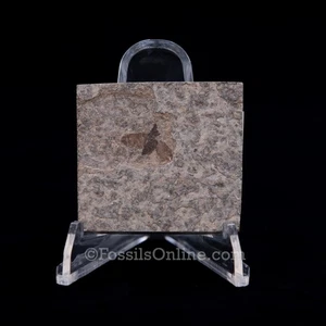 Fossil March Fly 3465 - Imagen 1 de 1