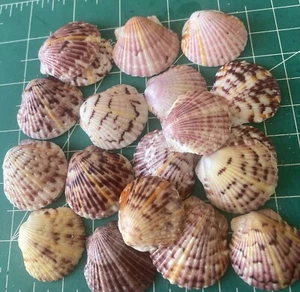 "20 vieira Nature Miracle Sunburst 1 1/4"" conchas marinas recogidas a mano lavadas pulidas" - Imagen 1 de 5