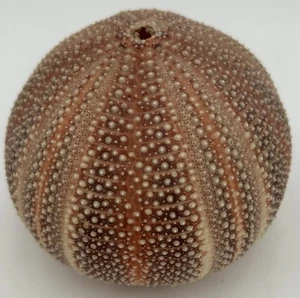 Seeigel Echinus Vintage Ozean Dekor Seeigel Luft Pflanzgefäß 4 Zoll 13,5 Zoll Durchmesser - Bild 1 von 15