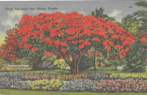 Vintage Florida Linen Postcard Royal Poinciana Tree Miami Flowers Garden - Picture 1 of 2