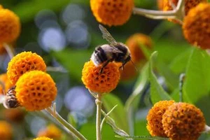 10 ORANGE BALL TREE / GOLDEN BUTTERFLY BUSH Buddleja Globosa Shrub Flower Seeds - Picture 1 of 10