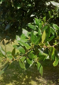 12 Fresh Organic Bay Leaves Hand Picked to Order Posted on Day of Purchase - Picture 1 of 9