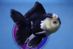 A Grade Panda Rosetail Oranda Male Goldfish - Picture 1 of 7