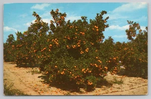 Postal de Orange Groves en Florida Central c1960 - Imagen 1 de 2