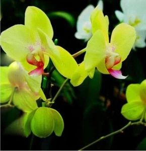 20 SEEDS for Green ORCHID rare flower bloom garden exotic house plant USA Seller - Picture 1 of 4