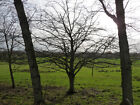 Photo  Tree Near Henfield Like Samson And His Hair My Limited Tree Identificatio