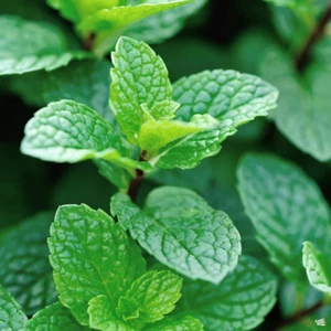 Live Peppermint Plant Mentha x Piperita Fast Easy Grower! - Picture 1 of 1