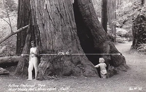 RRPC Postcard Hollow REDWOOD TREE Muir Woods Natl Monument CA man & child - Picture 1 of 2