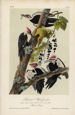 Audubon Pileated Woodpecker Pl 257 - Birds Of America Lockwood Edition - Image 1 of 3