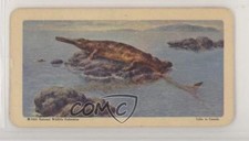 1963 Brooke Bond Red Rose Dinosaurs and Other Prehistoric Animals Tea #10 h3a