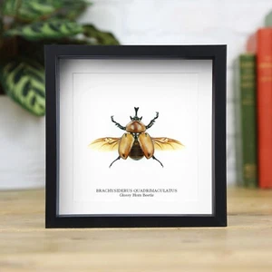 Hochglanzhorn Käfer Insektenkäfer Entomologie Taxidermie Box Rahmen Wohnkultur Ornament - Bild 1 von 3
