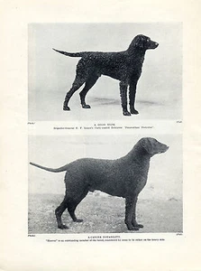 CURLY COATED RETRIEVER NAMED DOGS OLD ORIGINAL DOG PRINT PAGE FROM 1934 - Picture 1 of 1