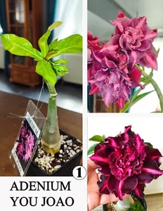 ADENIUM YOU JOAO WUSTENROSE SUCCULENT - Bild 1 von 13