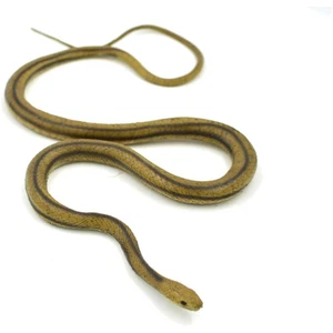 Serpente ratto giallo realistico educativo 48 - Foto 1 di 4