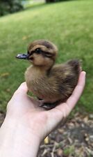 Taxidermy Yellow And Brown Striped Duckling