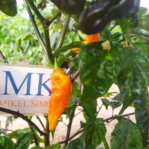 Kathumby Yellow,10 semillas,Capsicum chinense (364) - Picture 1 of 2