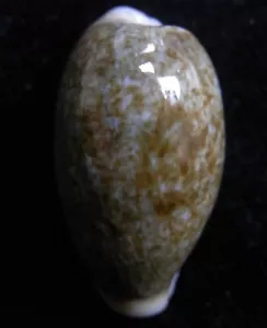 Gema Cypraea óvulo verde oscuro 23-26 mm caracol - Imagen 1 de 1