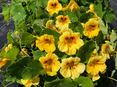 25+ SEMILLAS DE CAPUCHINA ENANA MELOCOTÓN MELBA FRESCAS PARA TUS JARDINES DE FLORES Foto 1 de 3