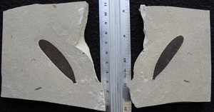 Plant 57 Excellent Both Sides Not Broken 100 Million Cretaceous Fossils Lebanon - Picture 1 of 4
