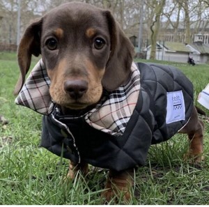 dachshund coats ebay