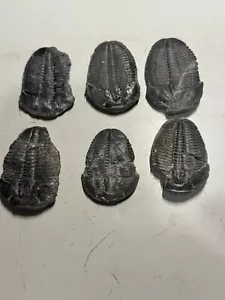 LOT # 4-  6 ELRATHIA FOSSIL TRILOBITES - Picture 1 of 7